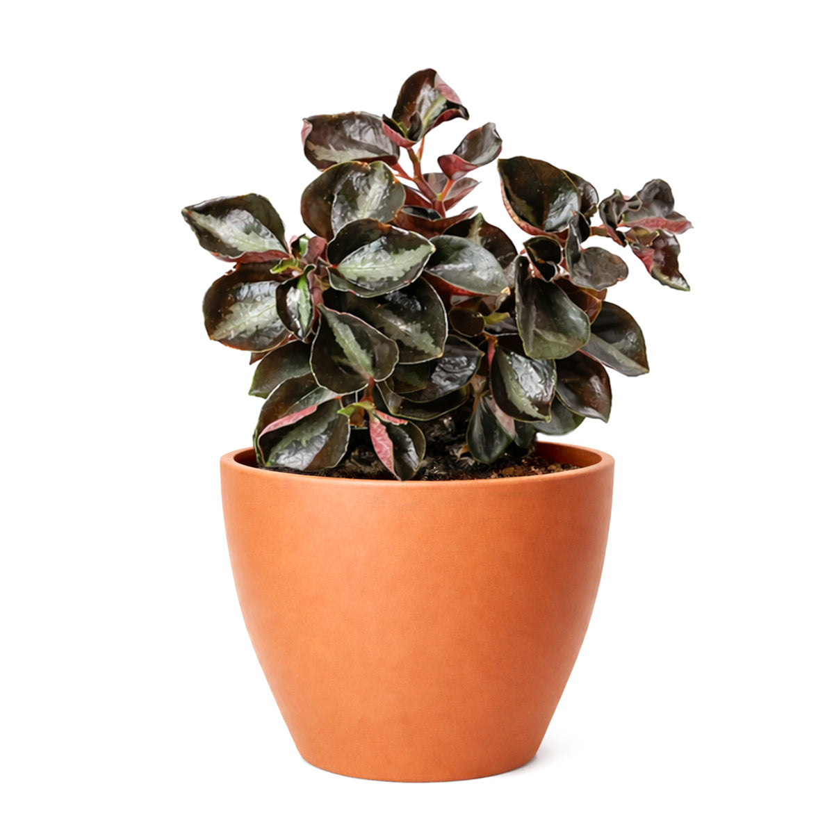 Peperomia 'Metallica' plant in terracotta pot, Peperomia 'Metallica' for sale, buy Peperomia live plants online