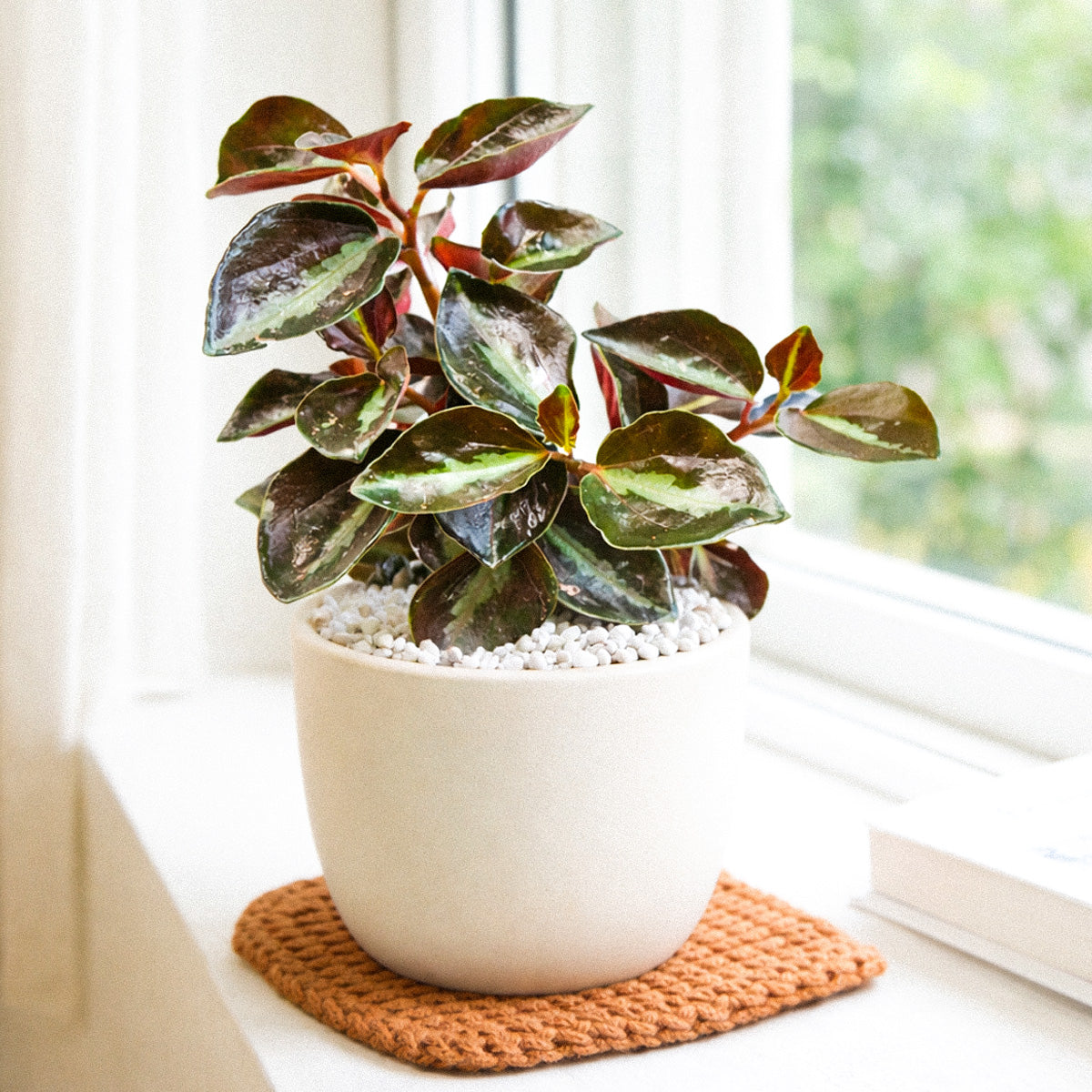 Peperomia 'Metallica' plant in terracotta pot, Peperomia 'Metallica' for sale, buy Peperomia live plants online