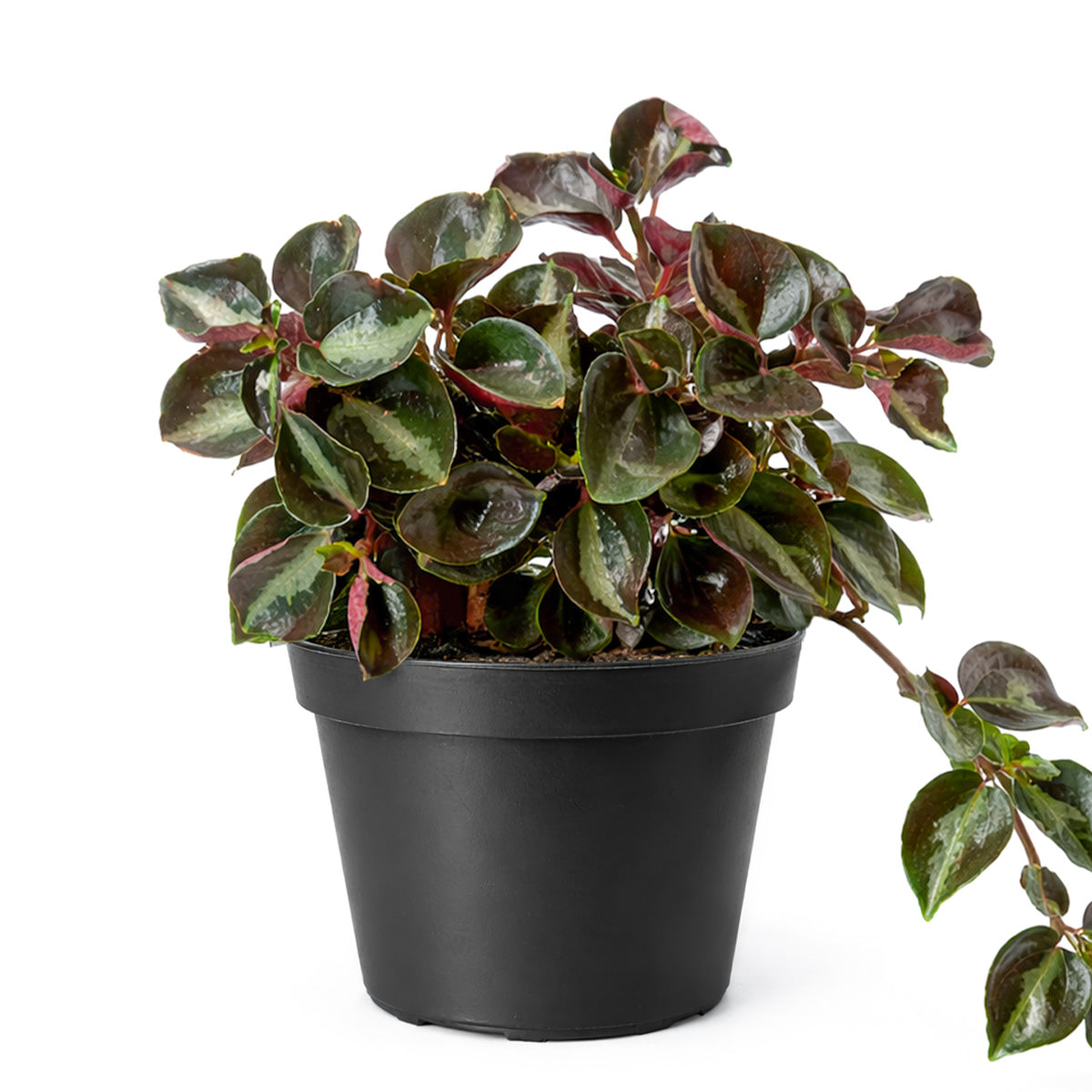 Peperomia 'Metallica' plant in terracotta pot, Peperomia 'Metallica' for sale, buy Peperomia live plants online