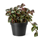 Peperomia 'Metallica' plant in terracotta pot, Peperomia 'Metallica' for sale, buy Peperomia live plants online