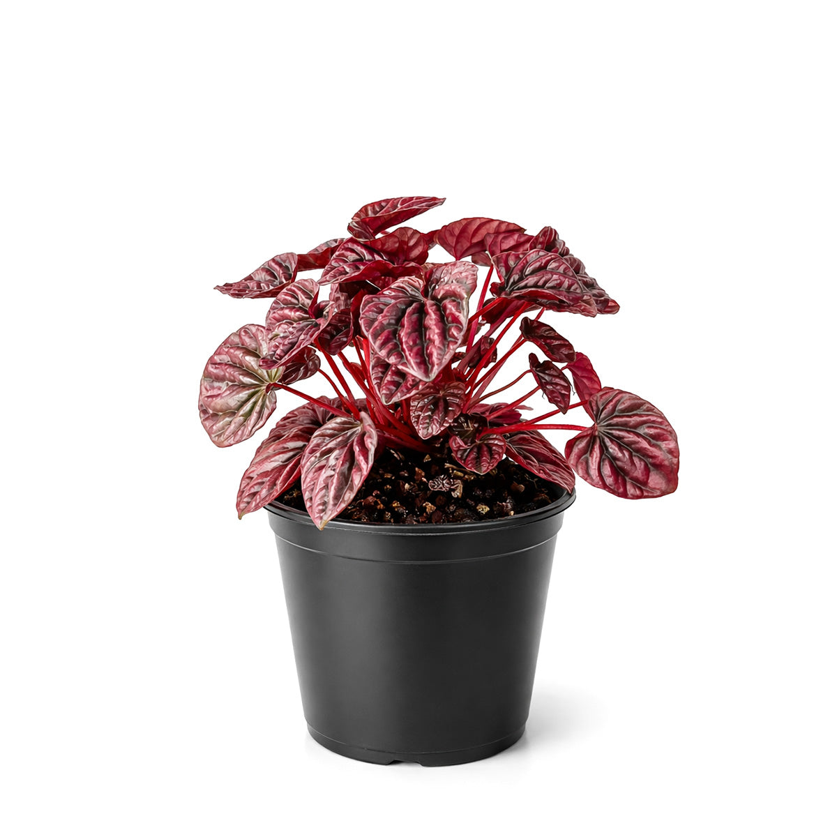 Peperomia Ripple Red for sale, Peperomia Ripple Red houseplant online, Unique houseplants for small spaces
