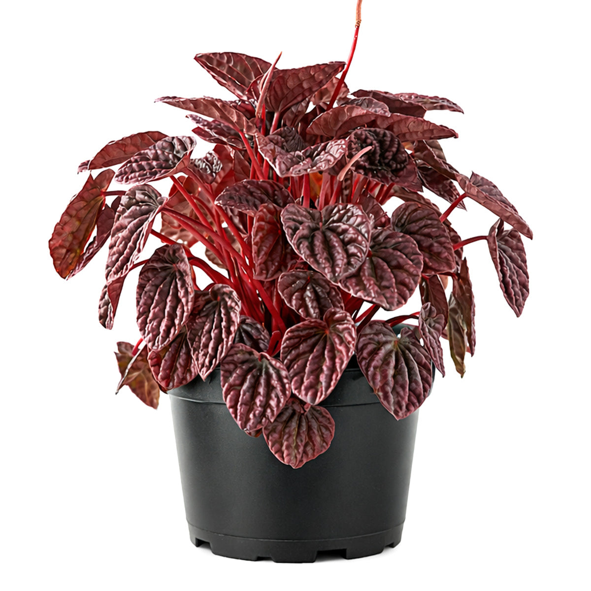 Peperomia Ripple Red for sale, Peperomia Ripple Red houseplant online, Unique houseplants for small spaces
