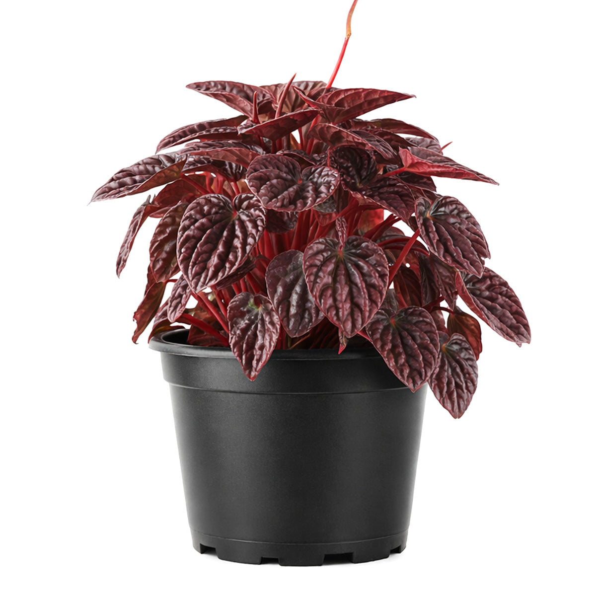 Peperomia Ripple Red for sale, Peperomia Ripple Red houseplant online, Unique houseplants for small spaces