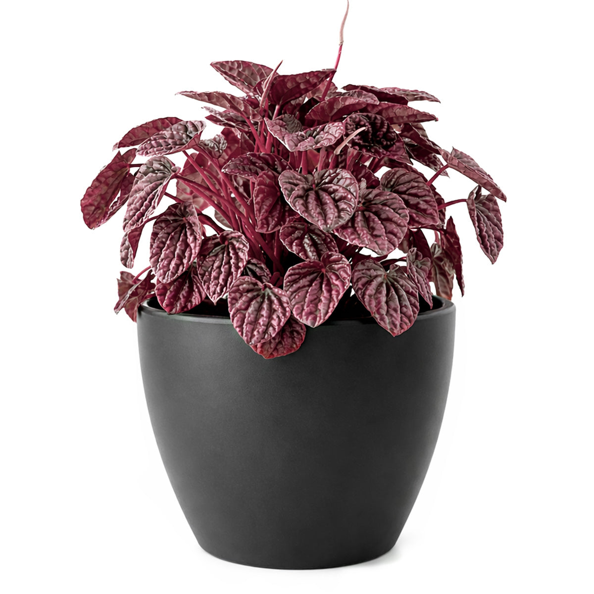 red leaf plant indoor Peperomia Ripple Red