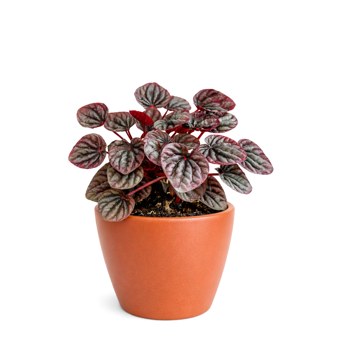 Peperomia Ripple Red for sale, Peperomia Ripple Red houseplant online, Unique houseplants for small spaces