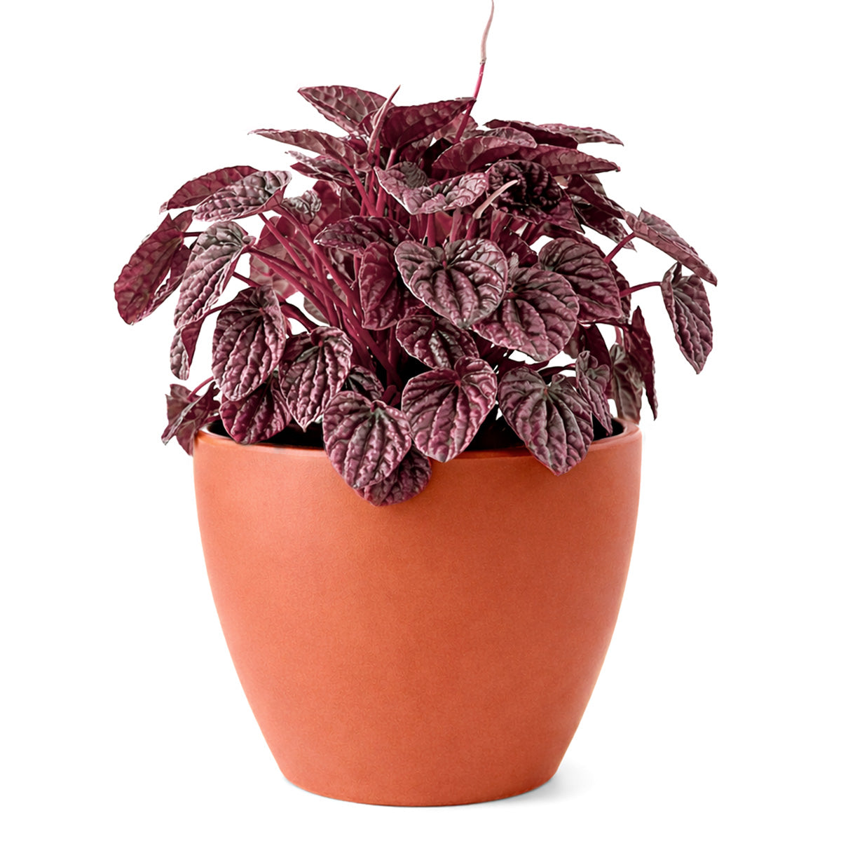 Peperomia Ripple Red for sale, Peperomia Ripple Red houseplant online, Unique houseplants for small spaces