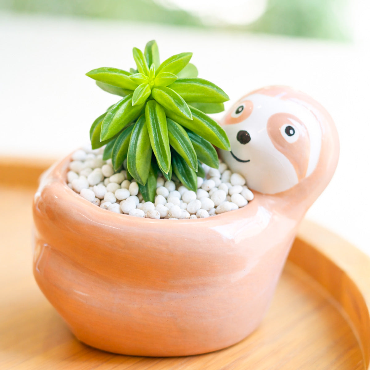 2 inch Peperomia_dolabriformis, green succulents, indoor succulents, succulent care guide, buy succulents online