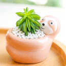 2 inch Peperomia_dolabriformis, green succulents, indoor succulents, succulent care guide, buy succulents online