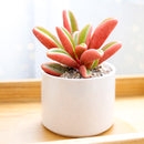 2 inch Ruby Glow, green succulents, indoor succulents, succulent care guide, buy succulents online