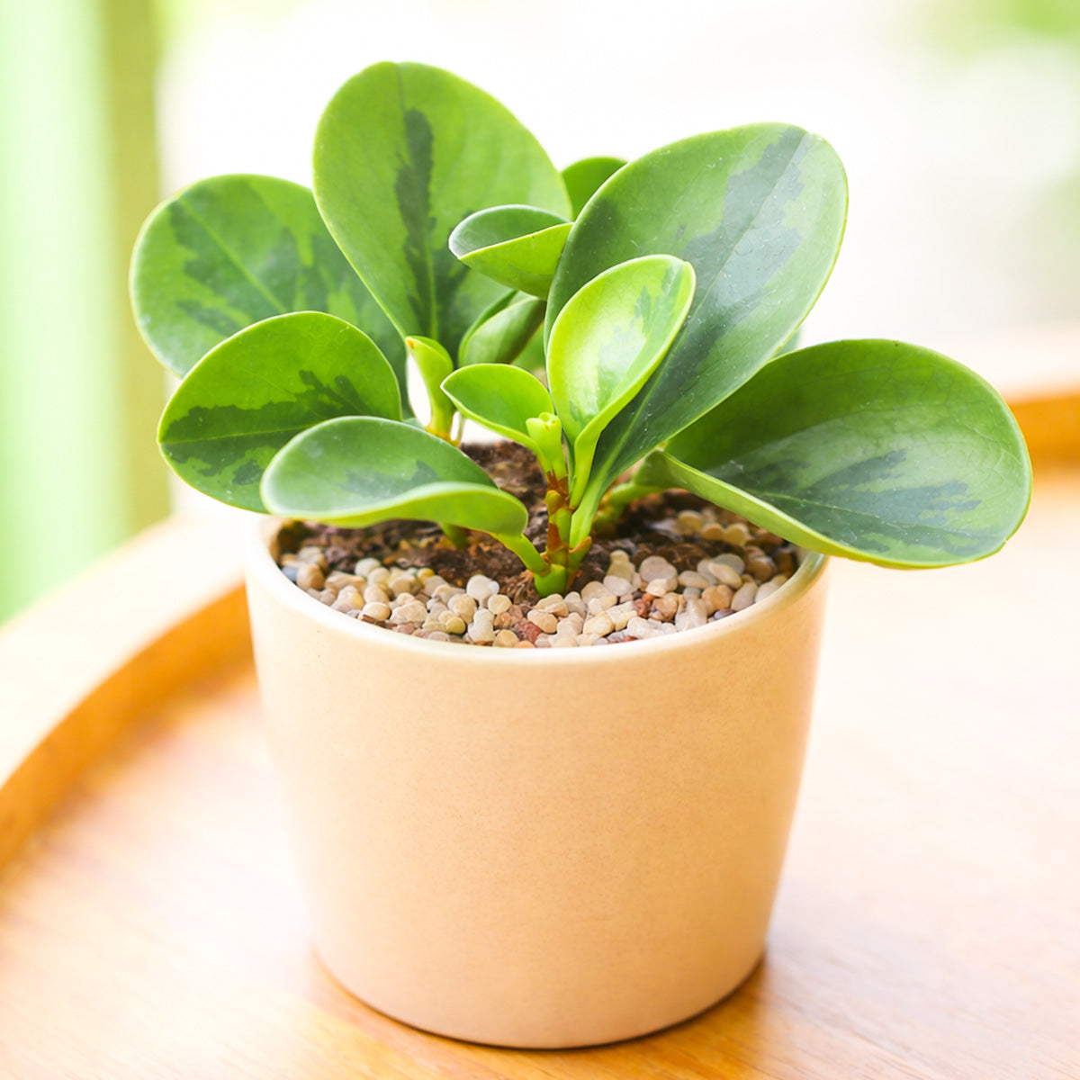 2 inch Peperomia obtusifolia 'Lemon Lime', green succulents, indoor succulents, succulent care guide, buy succulents online