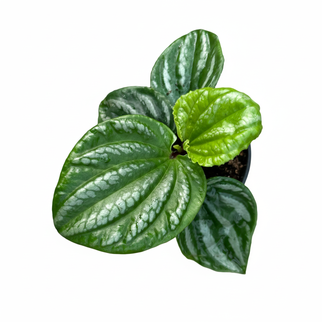 silver striped leaves, two-toned foliage, rippled leaves, green and silver plant, dark purple Peperomia