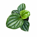 Peperomia Ecuador