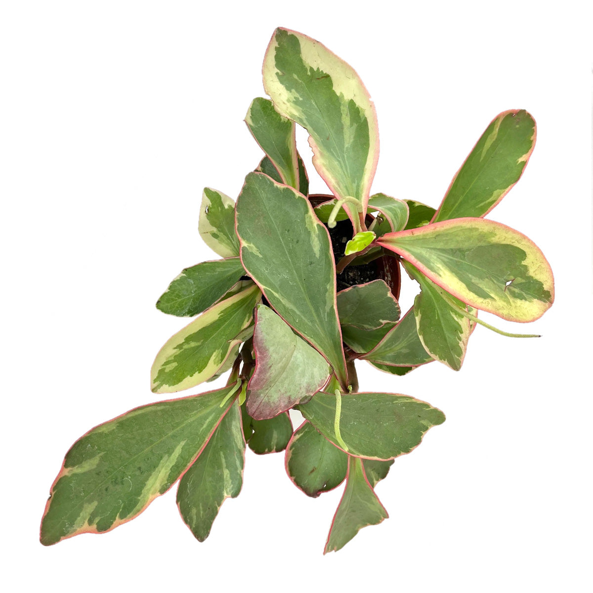 Peperomia plants, live 4 inch indoor plants, buy houseplant online