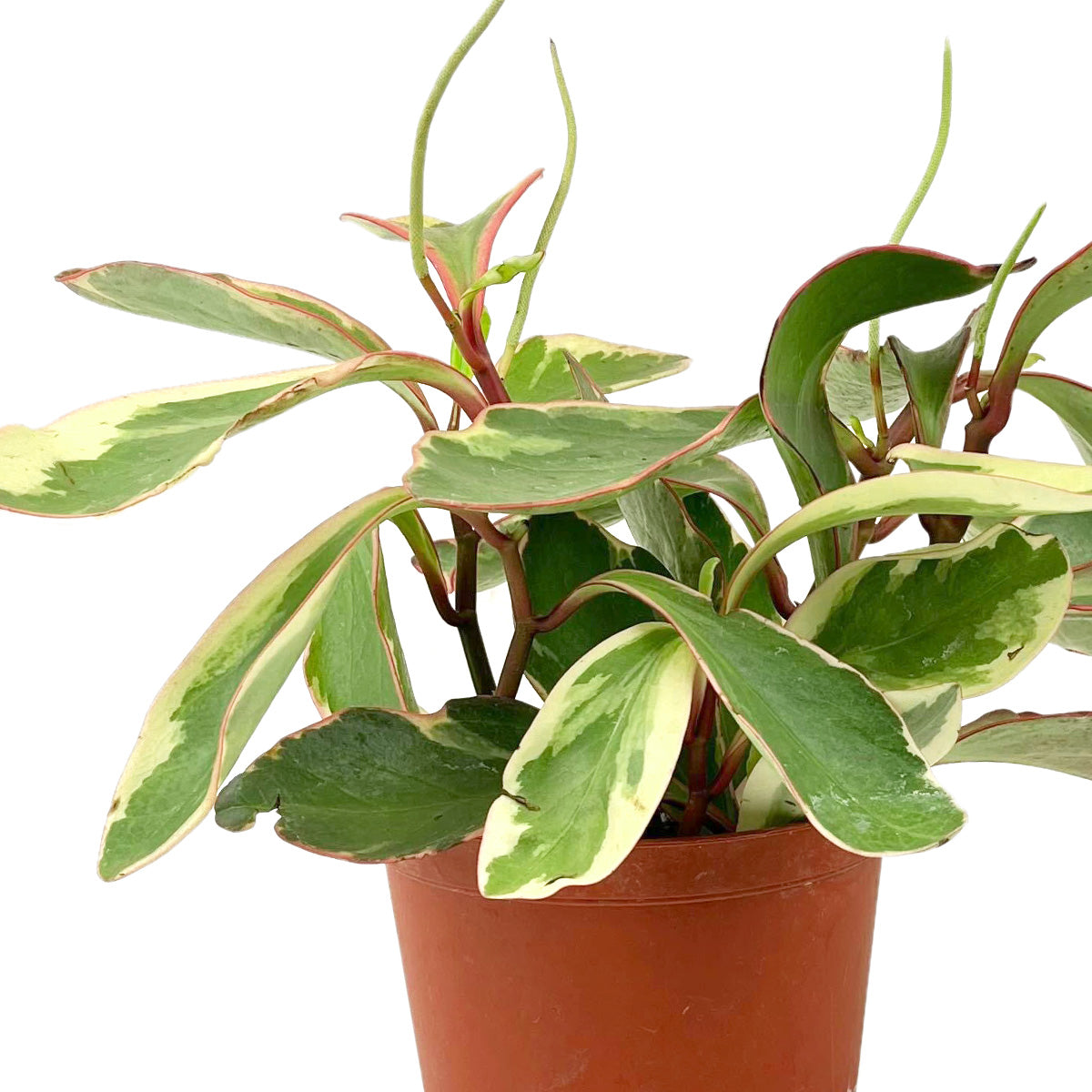 peperomia ginny for sale, 	
peperomia ginny plant, peperomia plant, live indoor plants