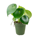Raindrop-shaped leaves Plant in a 6 inch pot, Houseplants as home decor gifts, Gifts for plant lovers, Buy Peperomia polybotrya Raindrop online