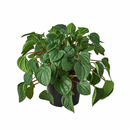 Peperomia Rana Verde, Ripple Peperomia, semi-succulent houseplant, easy to care for houseplant for beginners