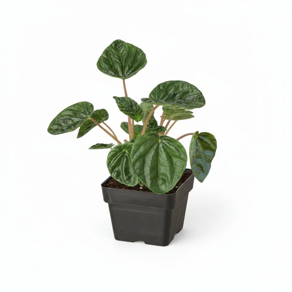 Peperomia Ripple Green live houseplant in a 2-inch black plastic pot on a white background