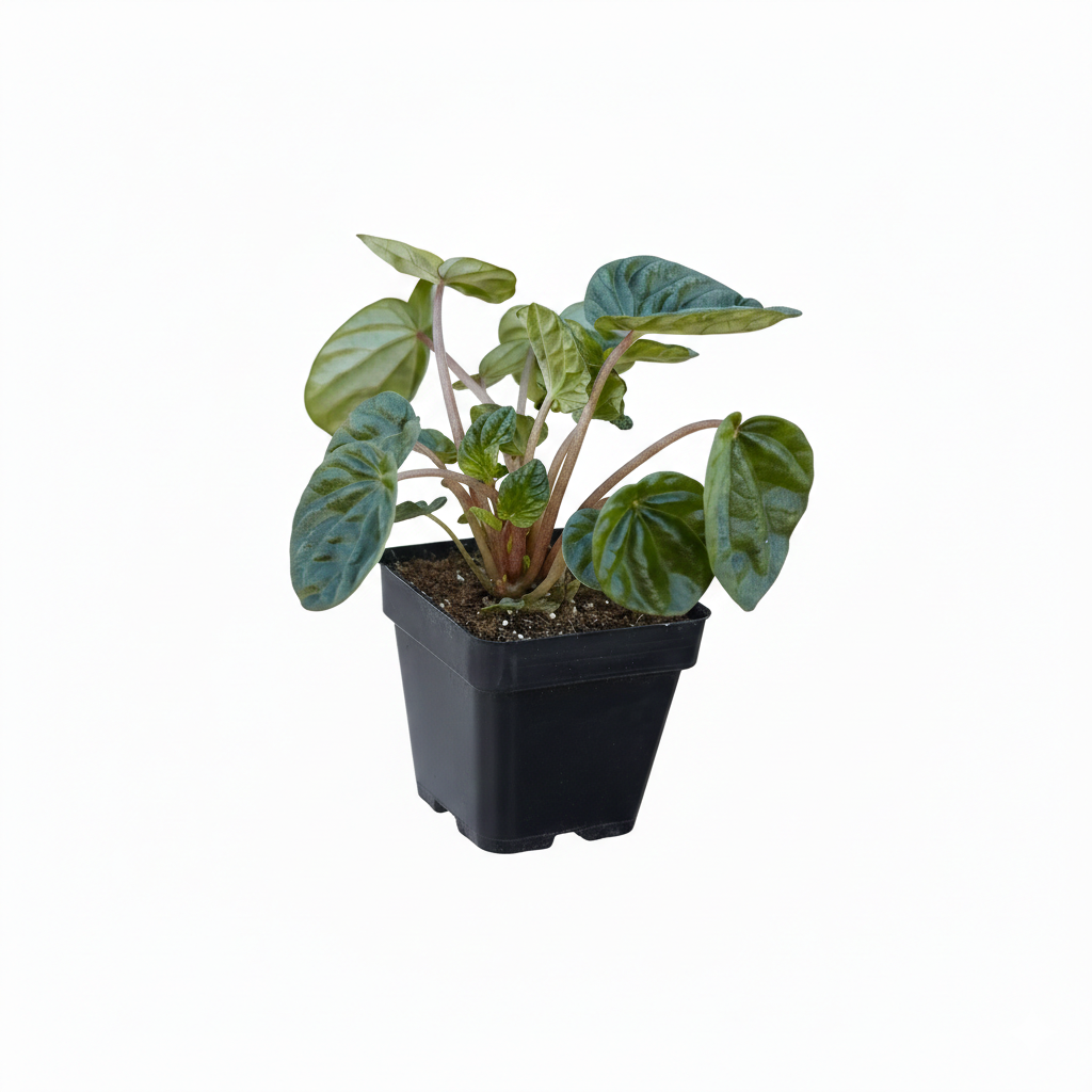 Buy Peperomia Ripple Green with deeply textured, heart-shaped leaves 2in Grower Pot, Decorative desktop plant in a modern home office
