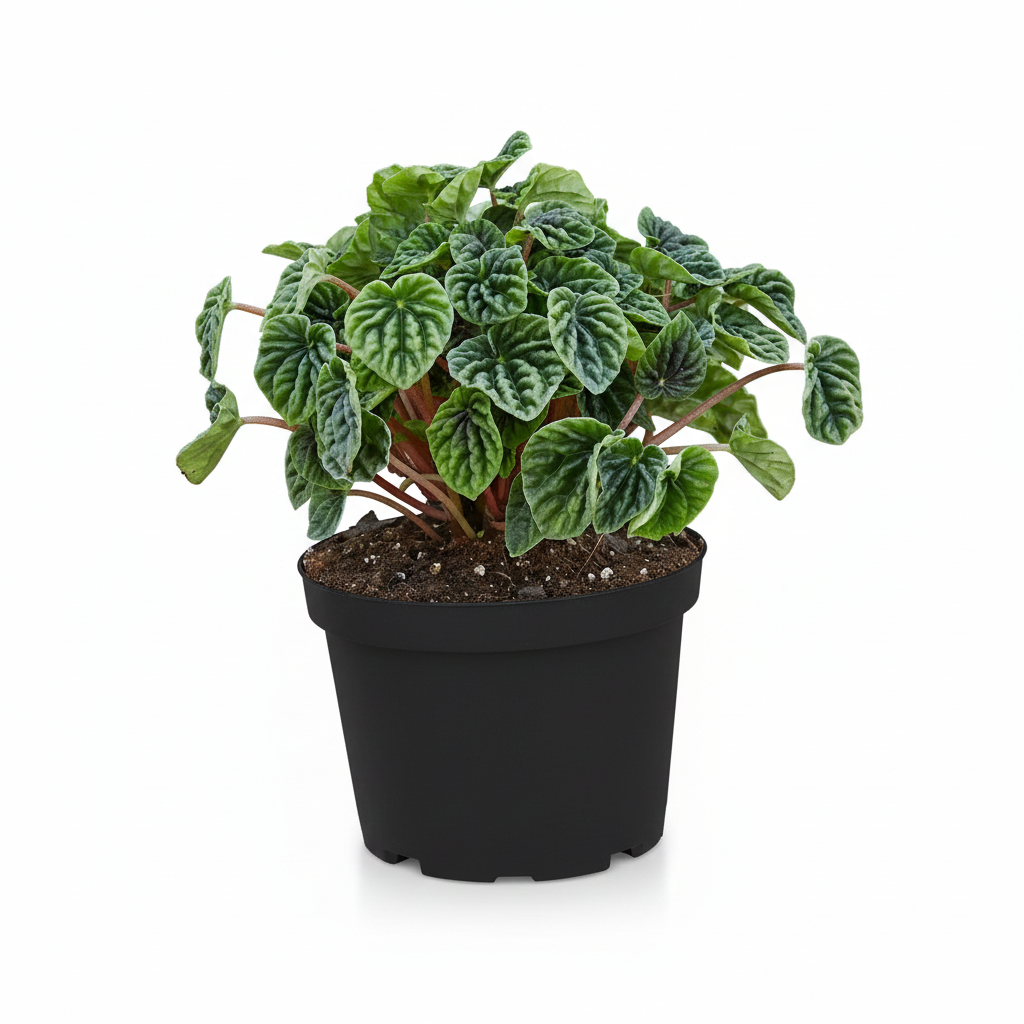 6 inch Peperomia caperata Ripple Green, Easy care Peperomia indoor plant for home office, Sculptural foliage gift plant ideas