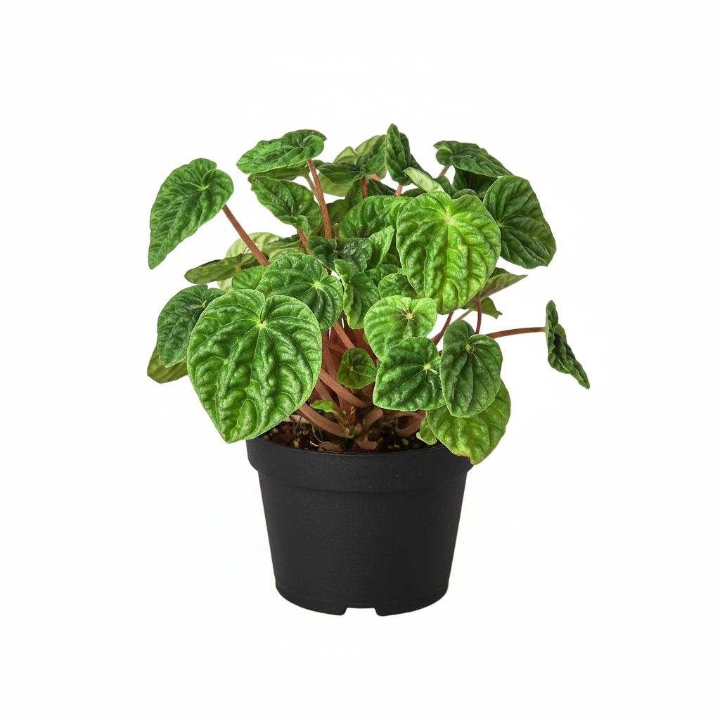 Buy 4 inch Peperomia Ripple online, Textured leaf houseplant decoration, Easy care houseplants for home office