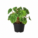 Buy Peperomia Ripple Green with deeply textured, heart-shaped leaves 2in Grower Pot, Decorative desktop plant in a modern home office