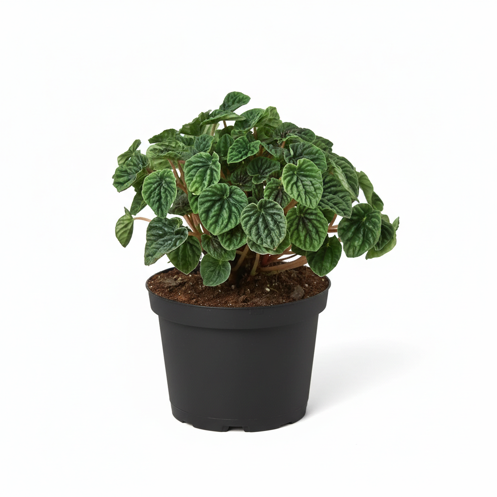 Peperomia Ripple Green 6 i inch grower pot for sale, Beginner friendly houseplant, Compact indoor plants for office