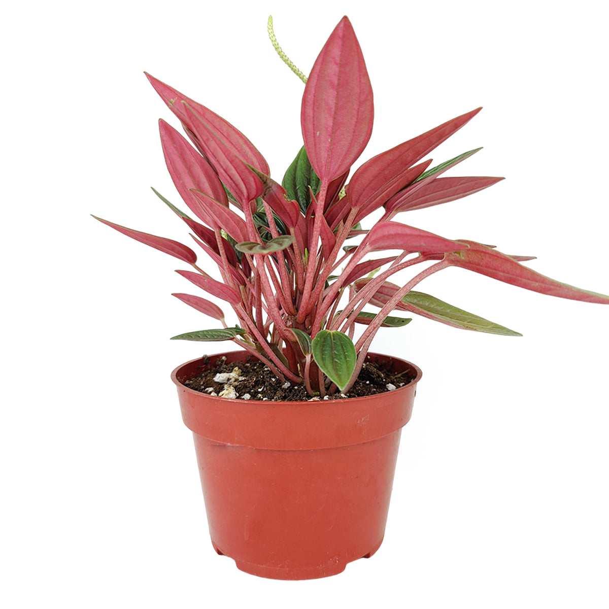 Peperomia Rosso, Peperomia Rosso for sale, Peperomia Rosso plants, buy Peperomia Rosso online, Peperomia Rosso in ca