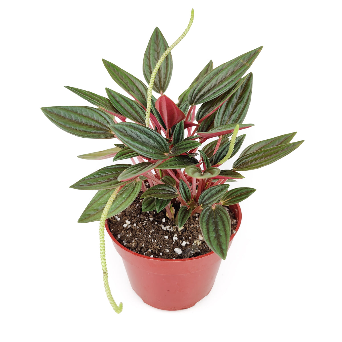 peperomia plants, peperomia houseplant, care for peperomia, peperomia soil