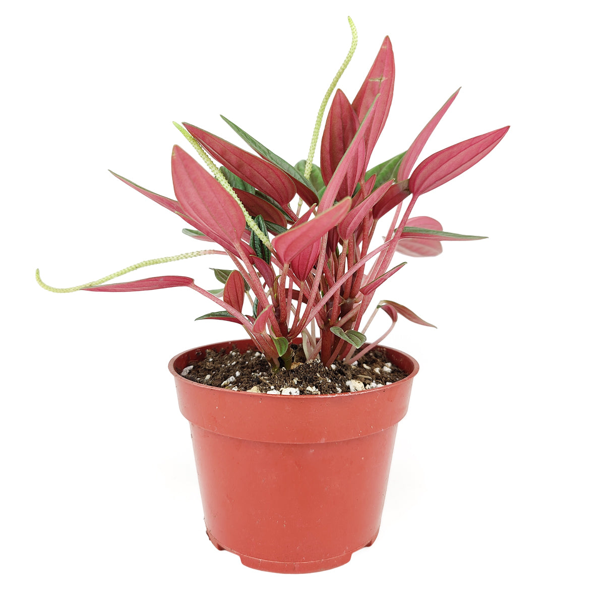 peperomia plant, peperomia plant care, caring for peperomia, peperomia light requirements, online plant nursery california
