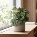 Peperomia 'Burbella'