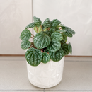 Peperomia 'Burbella'