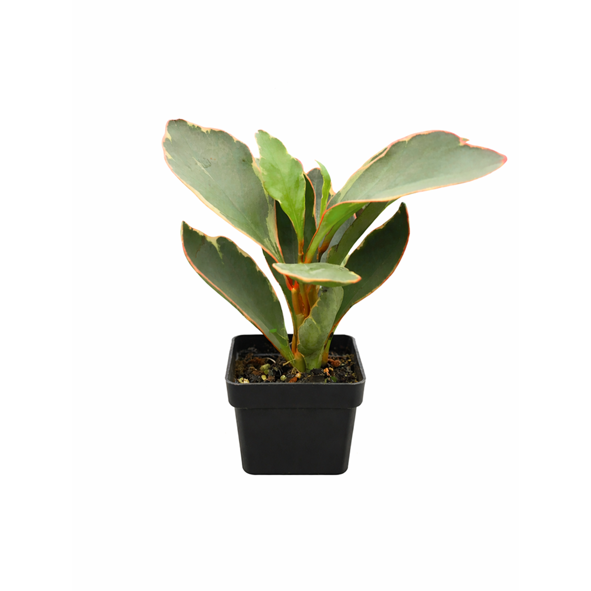 peperomia ginny for sale, 	
peperomia ginny plant, peperomia plant, live indoor plants