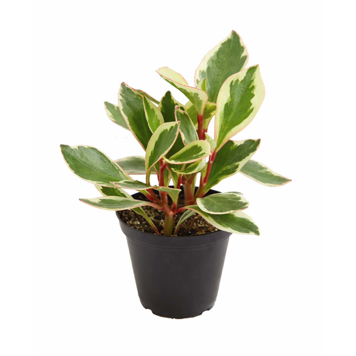 peperomia ginny for sale, 	
peperomia ginny plant, peperomia plant, live indoor plants
