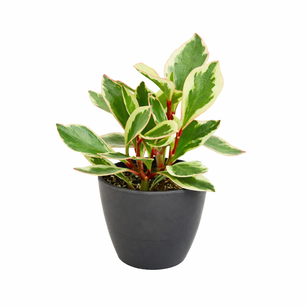 peperomia ginny for sale, 	
peperomia ginny plant, peperomia plant, live indoor plants