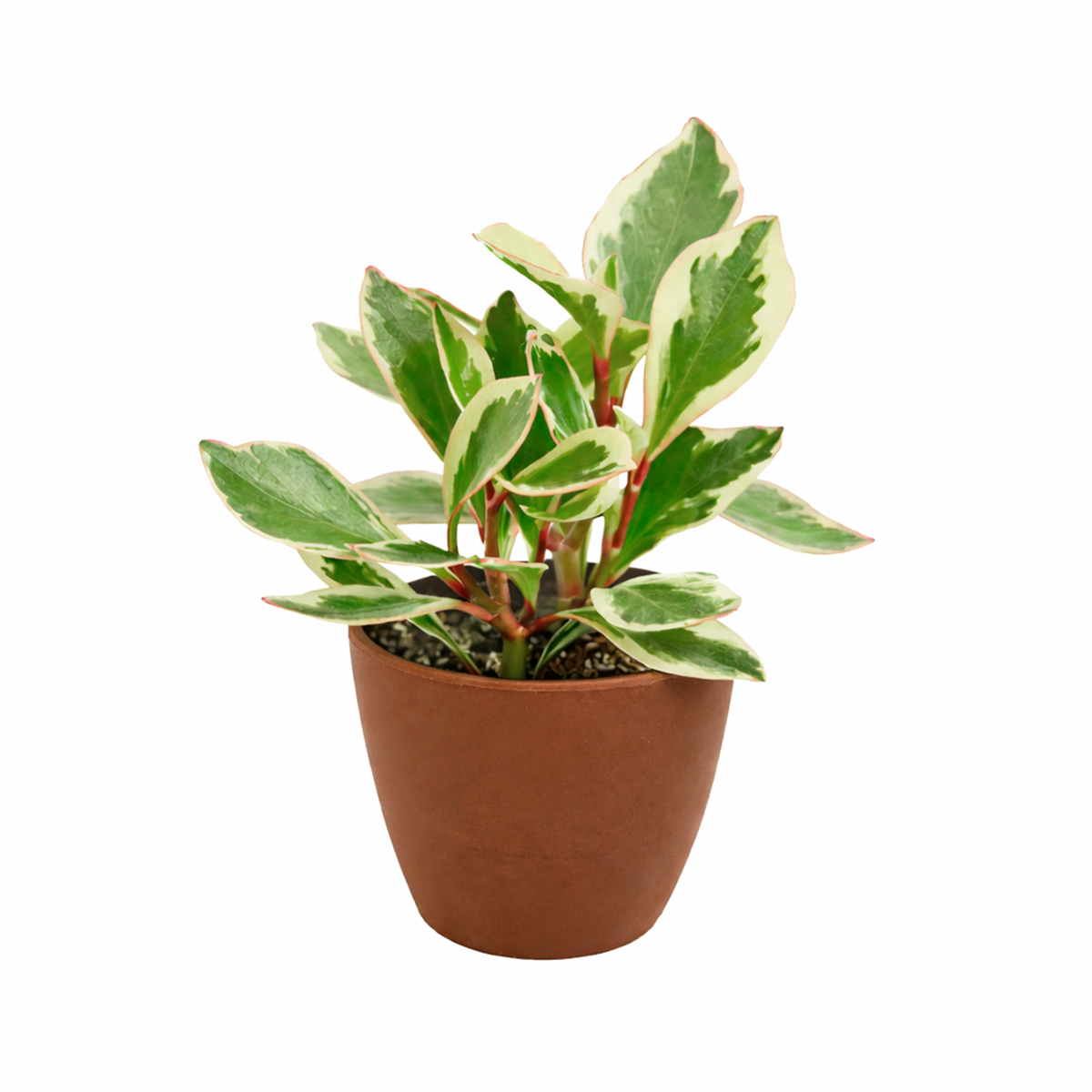 peperomia ginny for sale, 	
peperomia ginny plant, peperomia plant, live indoor plants
