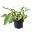 peperomia ginny for sale, 	
peperomia ginny plant, peperomia plant, live indoor plants