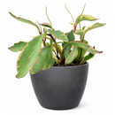 peperomia ginny for sale, 	
peperomia ginny plant, peperomia plant, live indoor plants