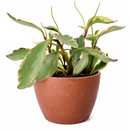 peperomia ginny for sale, 	
peperomia ginny plant, peperomia plant, live indoor plants