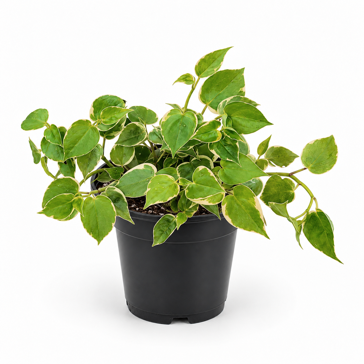 A potted variegated houseplant with green leaves featuring light cream edges, growing in a black plastic nursery pot against a clean white background.