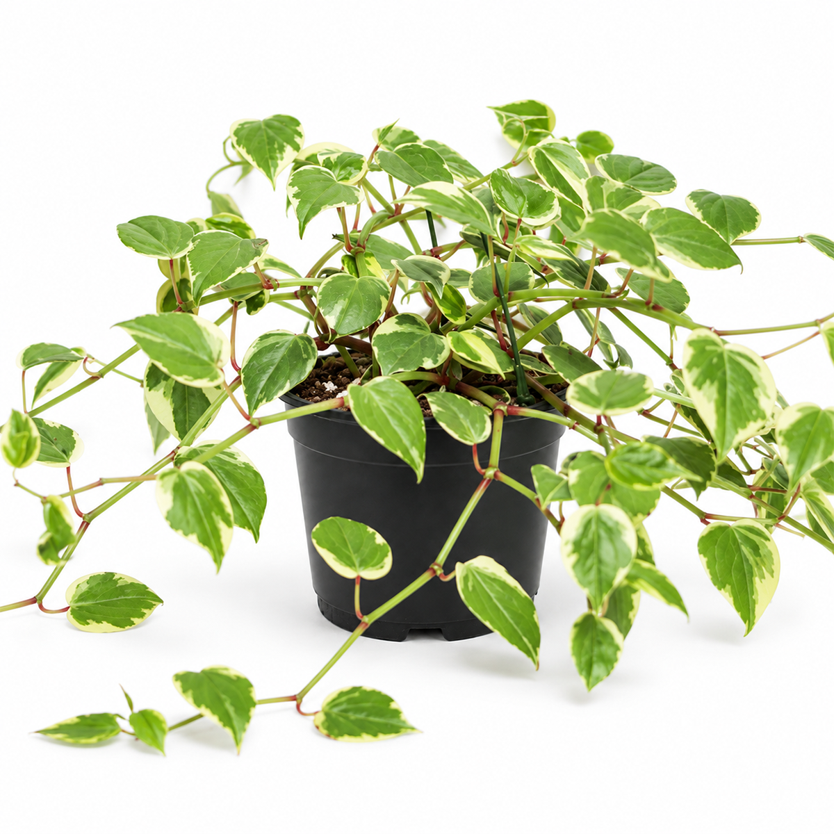 A variegated green trailing houseplant in a black plastic nursery pot, photographed against a clean white background.