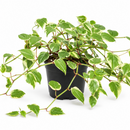 A variegated green trailing houseplant in a black plastic nursery pot, photographed against a clean white background.