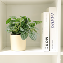 Peperomia caperata Frost, stunning unique foliage houseplant, silver green foliage plant, compact plant for small spaces and table tops, easy care medium to bright light houseplant