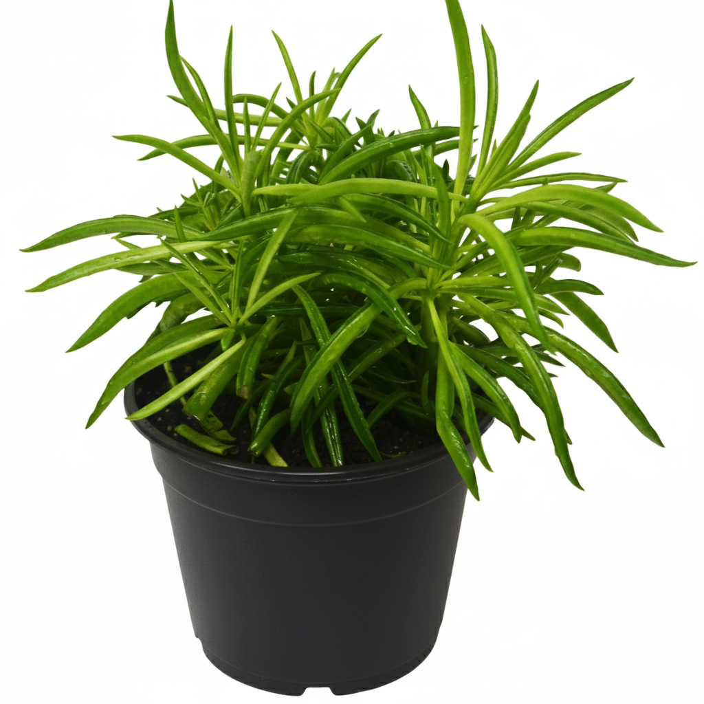 6 inch Peperomia &#39;Green Bean&#39;, Succulent-like houseplant, Easy-care houseplant, buy live houseplants online