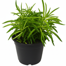 4 inch Easy-care houseplant, Decorative indoor greenery, Drought tolerant plants
