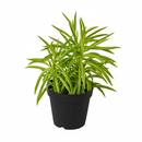 4 inch Easy-care houseplant, Decorative indoor greenery, Drought tolerant plants