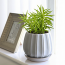 4 inch Easy-care houseplant, Decorative indoor greenery, Drought tolerant plants