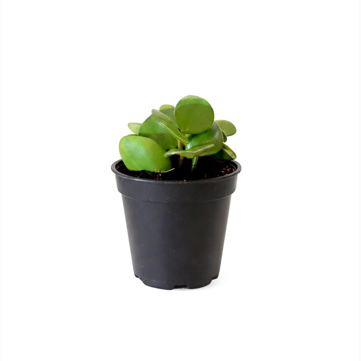 Peperomia Hope care guide, medium-light houseplant, houseplant for hanging baskets, light and watering requirement for Peperomia Hope