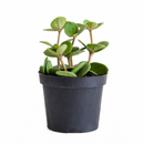 Peperomia Hope care guide, medium-light houseplant, houseplant for hanging baskets, light and watering requirement for Peperomia Hope