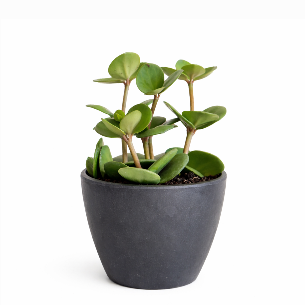 Peperomia Hope care guide, medium-light houseplant, houseplant for hanging baskets, light and watering requirement for Peperomia Hope