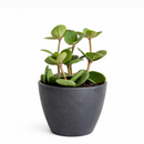 Peperomia Hope care guide, medium-light houseplant, houseplant for hanging baskets, light and watering requirement for Peperomia Hope